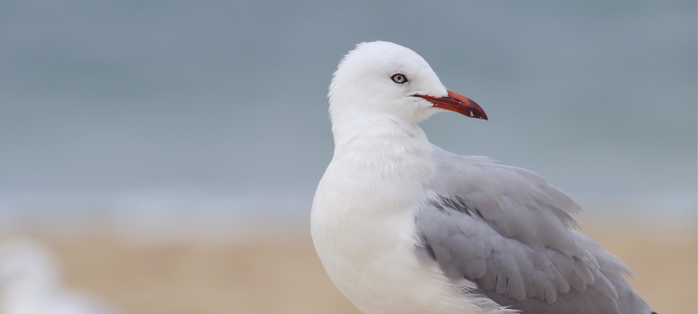 Vogels - Zeemeeuw - Strand