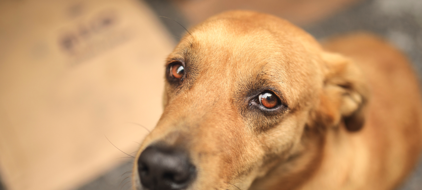 Honden - Zwerfhondsen - Dieren