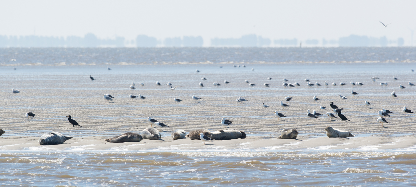 Waddenzee