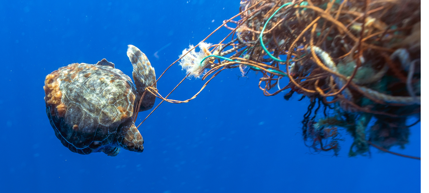 Plastic soup - Marine leven bescherming - Oceaan - Schildpadden