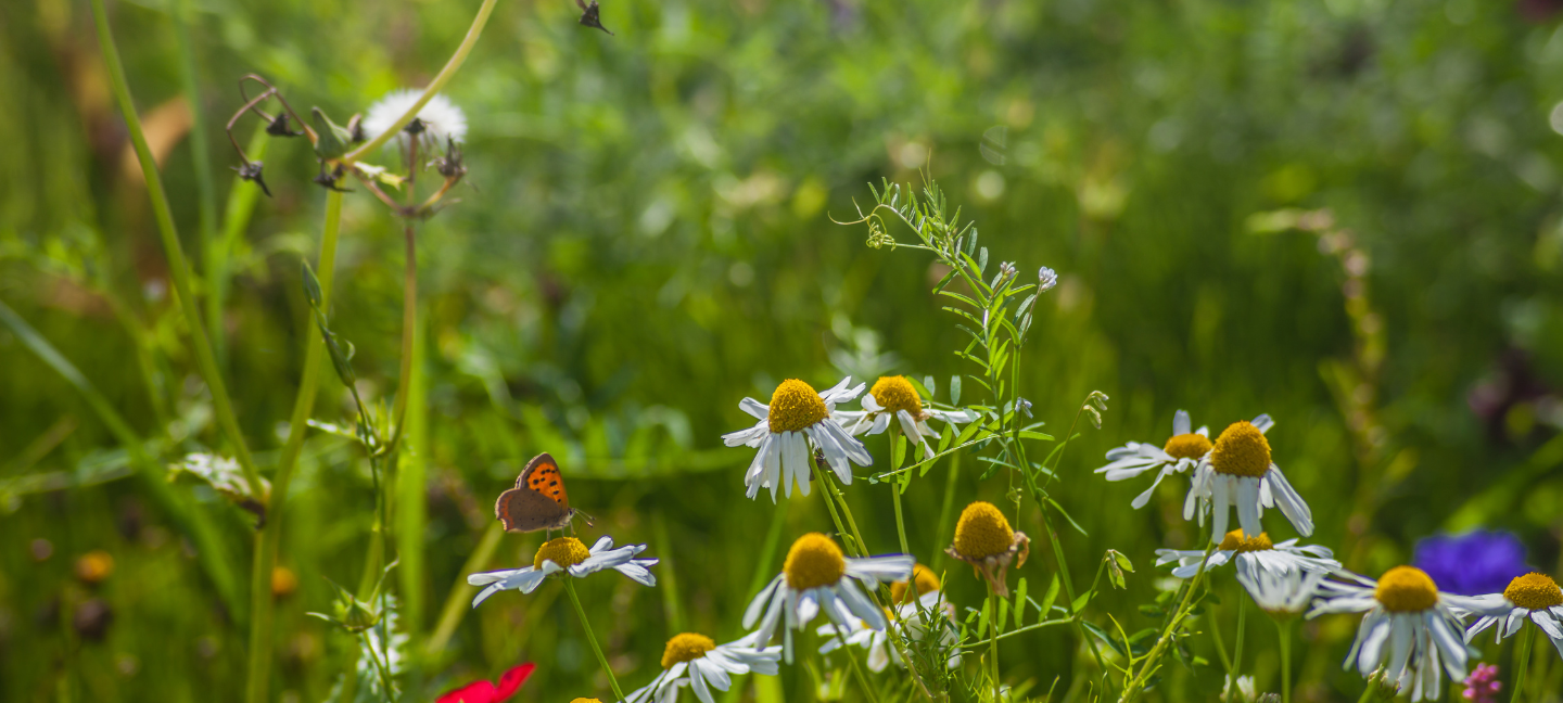 Biodiversiteit