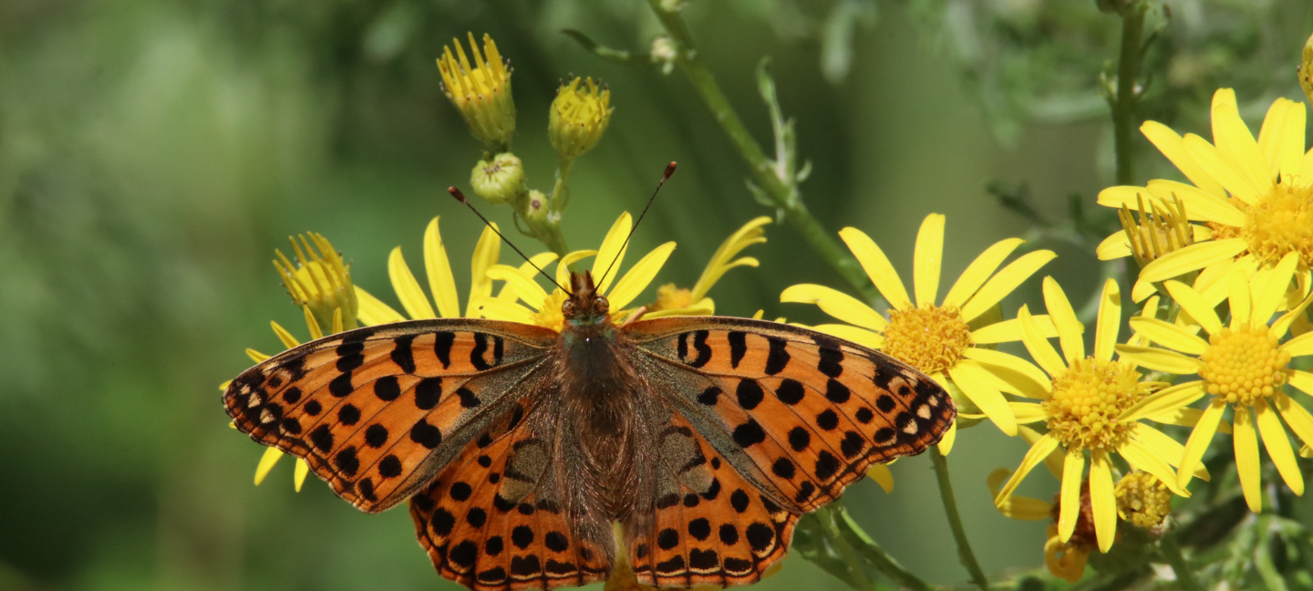 Biodiversiteit