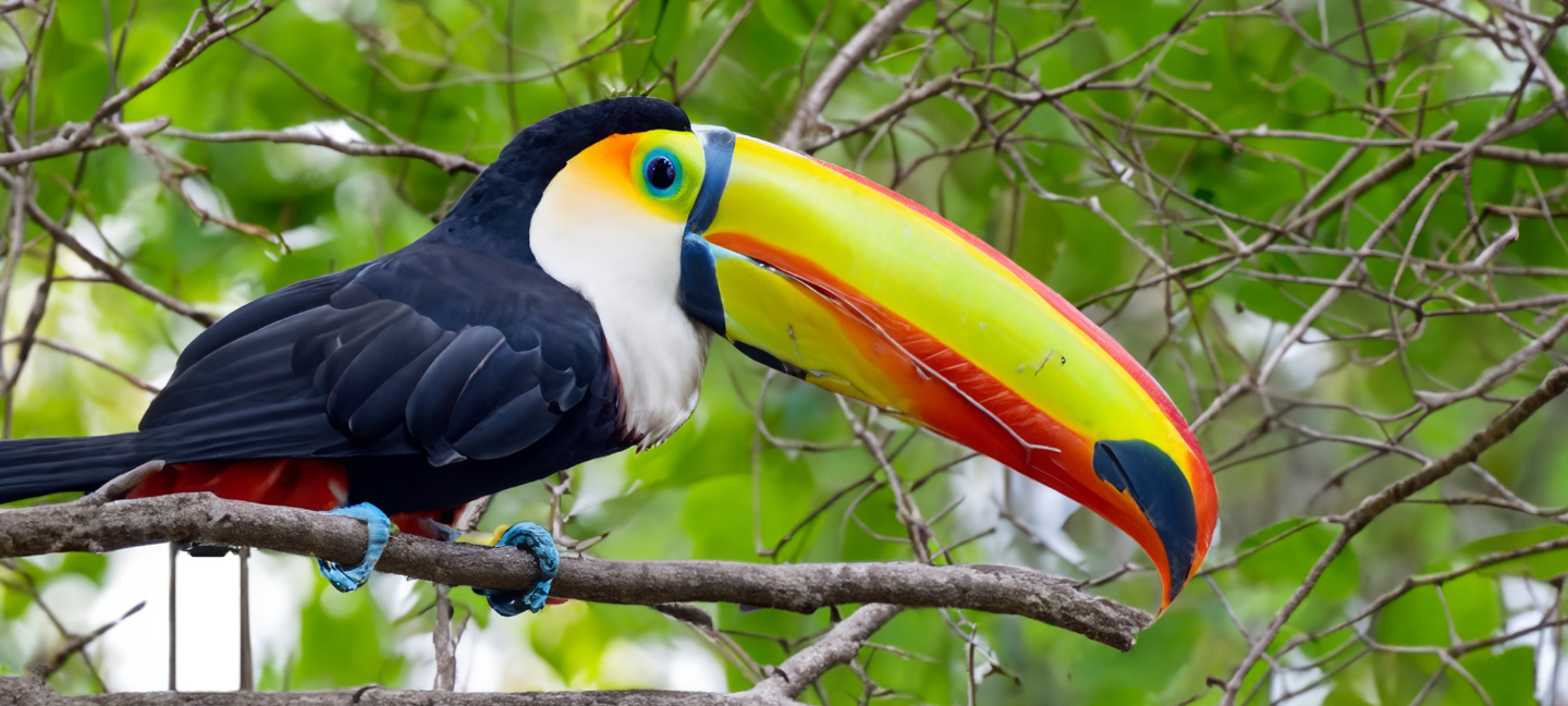 Bedreigde dieren - Vogels - Tropische vogel