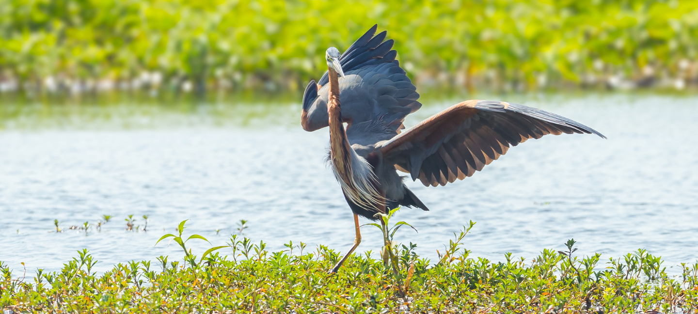 Purper reiger - Vogels - Leefgebieden - Natuur - Inheemse dieren - natuurvisie 2016 - Rode lijstsoorten