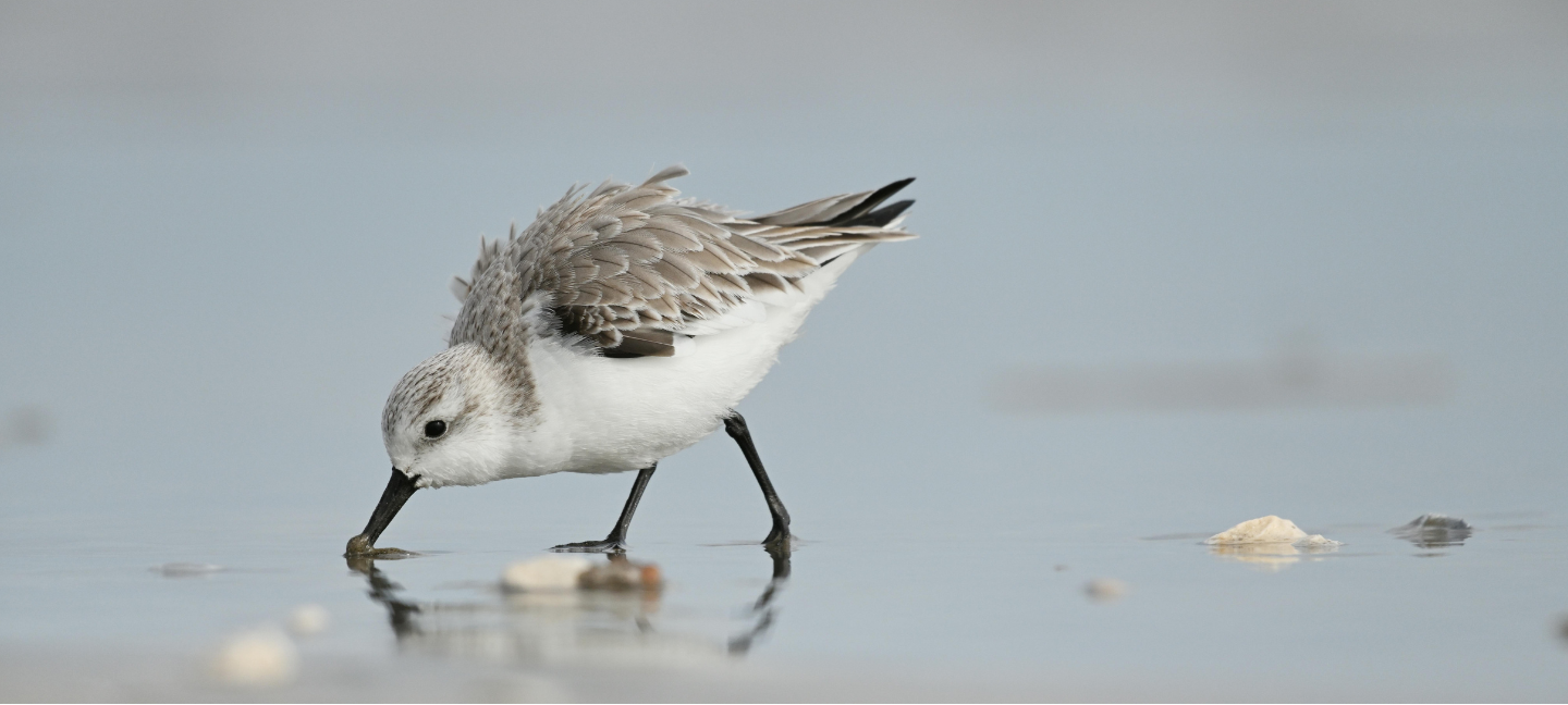 Wadden