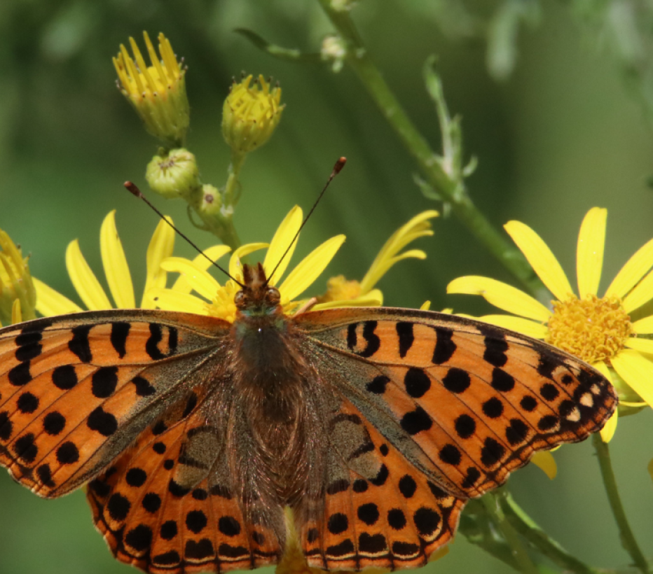 Biodiversiteit